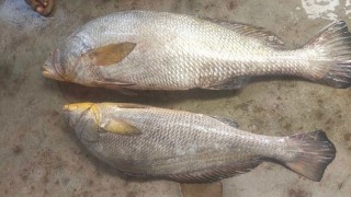 দুই মাছের দাম ১ লাখ ২৫ হাজার টাকা, নাম যা জানা গেল!
