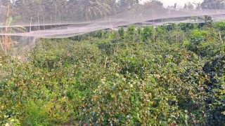 মামলা হওয়ায় ঘরছাড়া, সুযোগে ৪০০ মণ বরই চুরি!